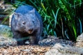 Close up of an Australian Wombat at ground level