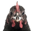Close-up of an Australorp, 5 months old Royalty Free Stock Photo