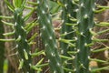 Close up on Austrocylindropuntia subulata