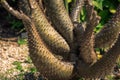 Close up of Austrocylindropuntia Subulata or Eve Pin succulent plant trunk