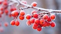 Natural Contrast: Vibrant Rowan Berries and the Artistry of Morning Frost