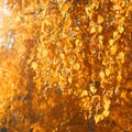 Close up autumn branche of tree with yellow leaves