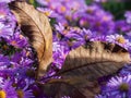 Close-up of an autumn brown leaf falling on a floral purple meadow of aster flowers. Textured fallen walnut leaf. Autumn postcard