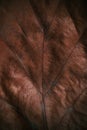 Close up of autumn brown leaf texture - fall background