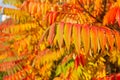 Close up of autumn colorful trees and leaves of Staghorn Sumac Rhus hirta syn. Rhus typhina