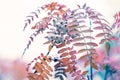 Close-up autumn detail of Chinese Rowan branch fruited with many white berries and decorative fall foliage