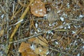 Close-up of autumn in the forest with crystals of snow.