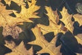 Close-up of autumn golden carved red oak tree Quercus rubra leaves under ice of pond in garden. Sun rays fall on leaves. Magical