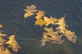 Close-up of autumn golden carved red oak tree Quercus rubra leaves under ice of pond in garden.