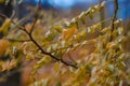 Close-up of autumn golden foliage with a soft blurred background