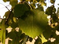 Close-up of an autumn green aspen leaf on a tree Royalty Free Stock Photo