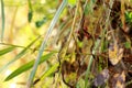 A close up of a autumn ground