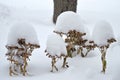 Close up of Autumn Joy flowers covered in snow. Royalty Free Stock Photo