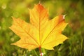 Close-up of autumn leaf Royalty Free Stock Photo