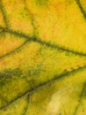 Close up on a autumn leaf Royalty Free Stock Photo