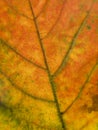 Close up on a autumn leaf Royalty Free Stock Photo