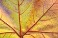 Close-up autumn leaf Royalty Free Stock Photo