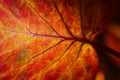 Close-up of autumn leaf of lilacs (Syringa vulgaris