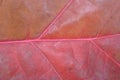 Close-up of autumn leaf - studo shot Royalty Free Stock Photo