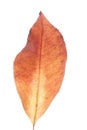 Close-up of autumn leaf - studo shot Royalty Free Stock Photo