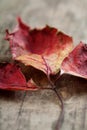 Close-up of autumn leaf - studo shot Royalty Free Stock Photo