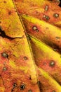 Close up of autumn leaf Royalty Free Stock Photo