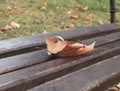 Close-up autumn leaf on a wooden bench Royalty Free Stock Photo