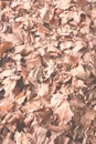 Close up of autumn leaves. Royalty Free Stock Photo
