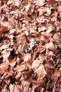 Close up of autumn leaves. Royalty Free Stock Photo