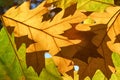 Close-up of autumn leaves backlit by the sun Royalty Free Stock Photo