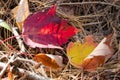 Close up of Fallen Leaves in Autumn Royalty Free Stock Photo