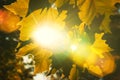 Close up of a Autumn leaves texture and sun rays