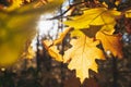 Close-up of autumn leaves with yellow trees and sun in the park. Natural background Royalty Free Stock Photo