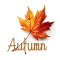 Close-up autumn maple leaf with "autumn" text. vector graphic Royalty Free Stock Photo