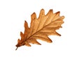 Close up on autumn oak leaf isolated on white background. Royalty Free Stock Photo
