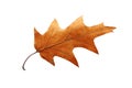 Close up on autumn oak leaf isolated on white background. Royalty Free Stock Photo