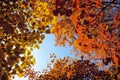 Autumnal Cotinus coggygria forest