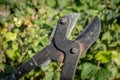 Close- up averruncator or pruning shears. Detailed view of garden shears. Hand holding bypass pruning secateur for