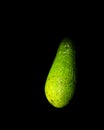Close up of an avocado, Persea americana, a green oily vegetable, Belgium