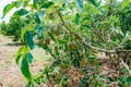 avocado tree (Persea Americana) papelillo variety Royalty Free Stock Photo