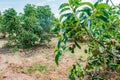 avocado tree (Persea Americana) papelillo variety Royalty Free Stock Photo