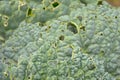 Close up of savoy cabbage leaves,partly eaten