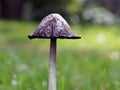 Close-up of awild edible Shaggy Mane or Shaggy ink-cap mushroom in grass on a sunny Autumn day in Europe Royalty Free Stock Photo