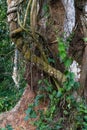 close-up of Ayahuasca. Ready to cook liana. Bark of vine with mold. Shamanic ceremonies in the valley of the Amazon