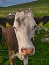 A close up of an Ayrshire breed dairy cow in a field in Shetland, Scotland, UK