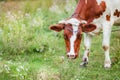 Close-up of an Ayrshire dairy cow grazing in the meadow of a large dairy farm