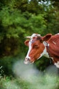 Close-up of an Ayrshire dairy cow grazing in the meadow of a large dairy farm