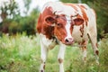 Close-up of an Ayrshire dairy cow grazing in the meadow of a large dairy farm