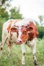 Close-up of an Ayrshire dairy cow grazing in the meadow of a large dairy farm