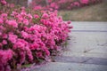 Spring Pink Azalea Blooms Royalty Free Stock Photo